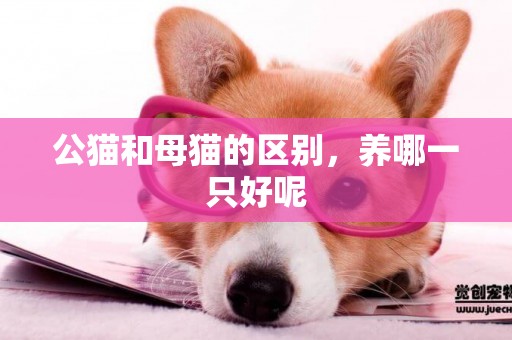 公貓和母貓的區別，養哪一只好呢