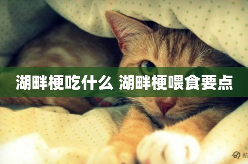 湖畔梗吃什么 湖畔梗喂食要點