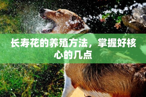 長壽花的養殖方法，掌握好核心的幾點