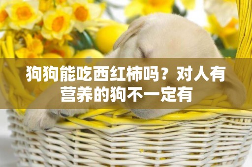 狗狗能吃西紅柿嗎？對人有營養的狗不一定有