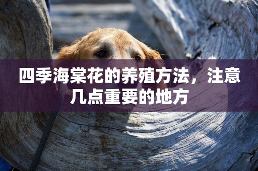 四季海棠花的養殖方法，注意幾點重要的地方