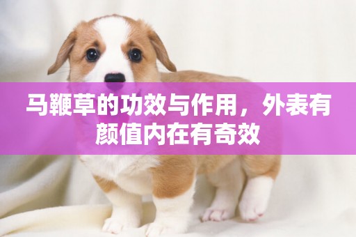 馬鞭草的功效與作用，外表有顏值內在有奇效