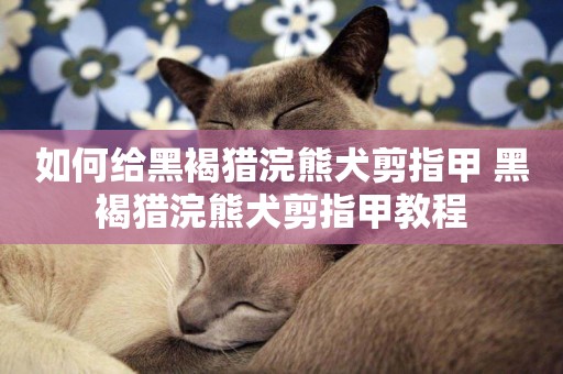 如何給黑褐獵浣熊犬剪指甲 黑褐獵浣熊犬剪指甲教程