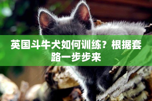 英國斗牛犬如何訓練？根據套路一步步來