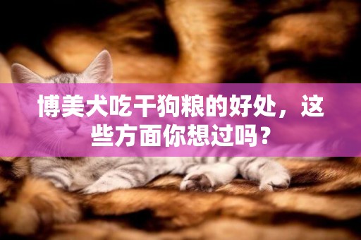 博美犬吃干狗糧的好處，這些方面你想過嗎？