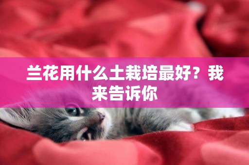 蘭花用什么土栽培最好？我來告訴你