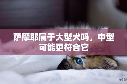 薩摩耶屬于大型犬嗎，中型可能更符合它