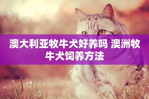 澳大利亞牧牛犬好養嗎 澳洲牧牛犬飼養方法