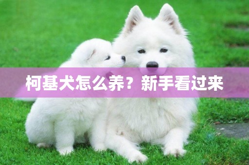 柯基犬怎么養？新手看過來