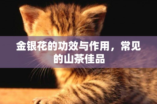 金銀花的功效與作用，常見的山茶佳品