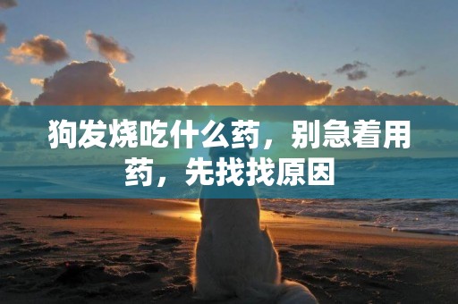 狗發燒吃什么藥，別急著用藥，先找找原因