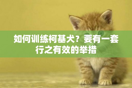 如何訓練柯基犬？要有一套行之有效的舉措