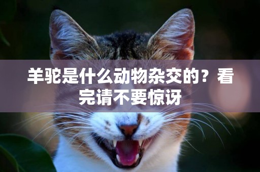 羊駝是什么動物雜交的？看完請不要驚訝
