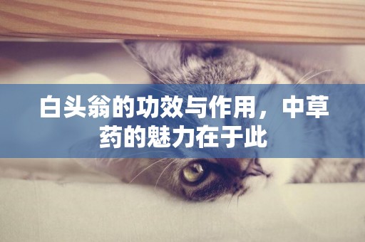 白頭翁的功效與作用，中草藥的魅力在于此