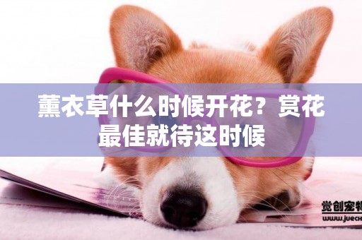 薰衣草什么時候開花？賞花最佳就待這時候