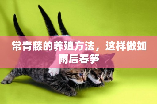 常青藤的養殖方法，這樣做如雨后春筍