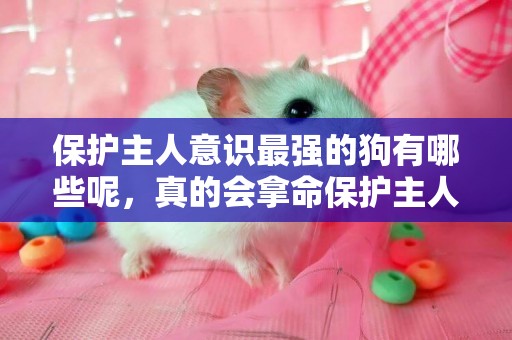 保護主人意識最強的狗有哪些呢，真的會拿命保護主人?