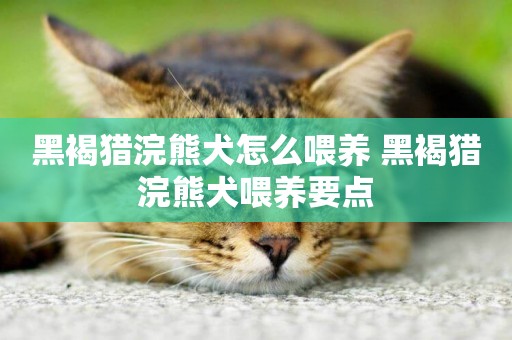 黑褐獵浣熊犬怎么喂養 黑褐獵浣熊犬喂養要點