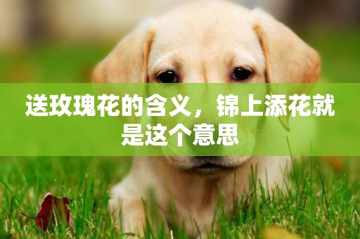 送玫瑰花的含義，錦上添花就是這個意思