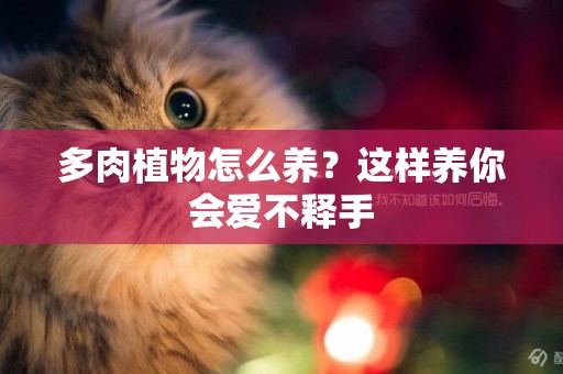 多肉植物怎么養？這樣養你會愛不釋手