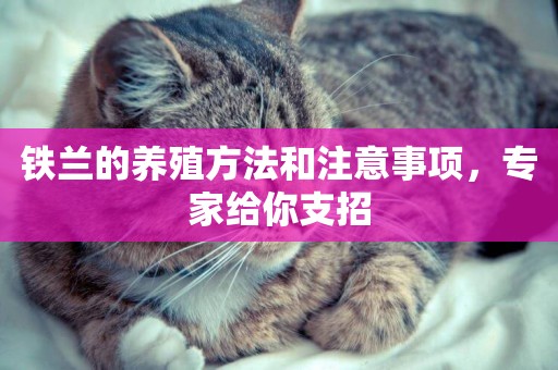 鐵蘭的養殖方法和注意事項，專家給你支招