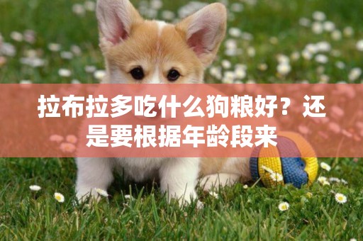 拉布拉多吃什么狗糧好？還是要根據年齡段來