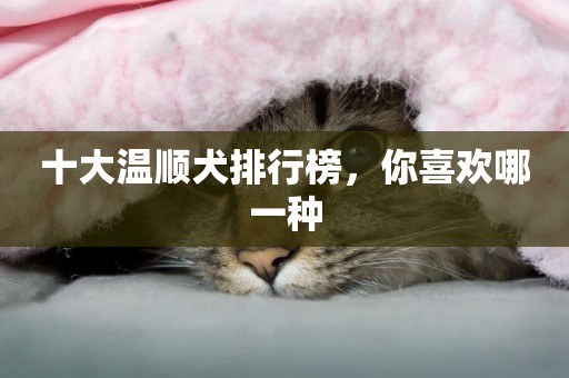 十大溫順犬排行榜，你喜歡哪一種