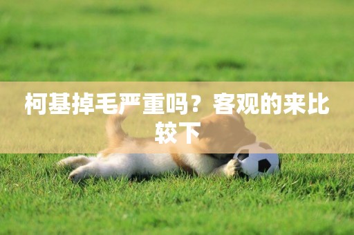 柯基掉毛嚴重嗎？客觀的來比較下