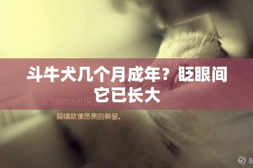 斗牛犬幾個月成年？眨眼間它已長大