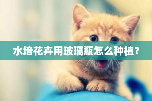 水培花卉用玻璃瓶怎么種植？