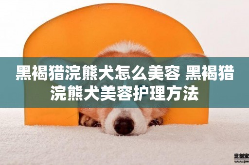 黑褐獵浣熊犬怎么美容 黑褐獵浣熊犬美容護理方法