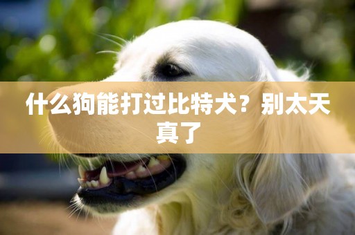 什么狗能打過比特犬？別太天真了