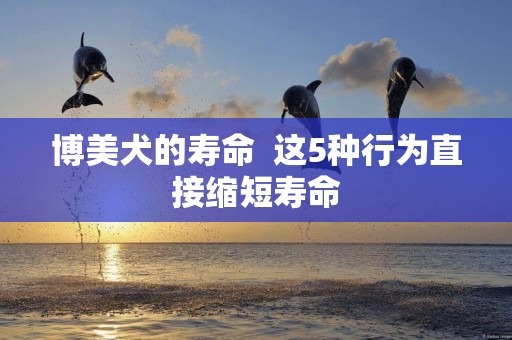 博美犬的壽命  這5種行為直接縮短壽命