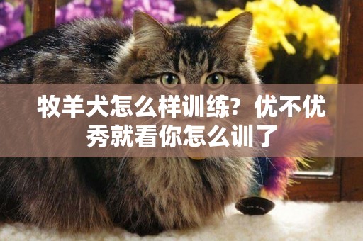 牧羊犬怎么樣訓練?  優不優秀就看你怎么訓了