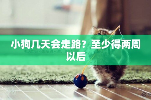 小狗幾天會走路？至少得兩周以后