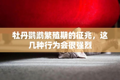 牡丹鸚鵡繁殖期的征兆，這幾種行為會很強烈