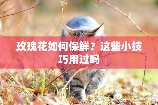 玫瑰花如何保鮮？這些小技巧用過嗎