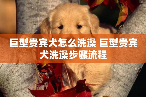 巨型貴賓犬怎么洗澡 巨型貴賓犬洗澡步驟流程
