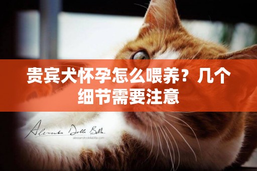 貴賓犬懷孕怎么喂養？幾個細節需要注意