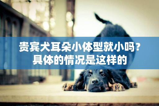 貴賓犬耳朵小體型就小嗎？具體的情況是這樣的