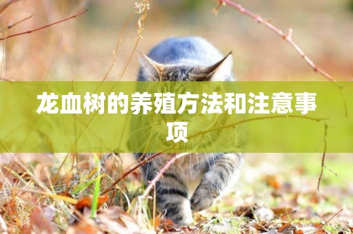 龍血樹的養殖方法和注意事項