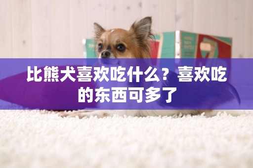 比熊犬喜歡吃什么？喜歡吃的東西可多了