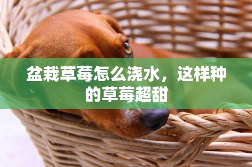 盆栽草莓怎么澆水，這樣種的草莓超甜