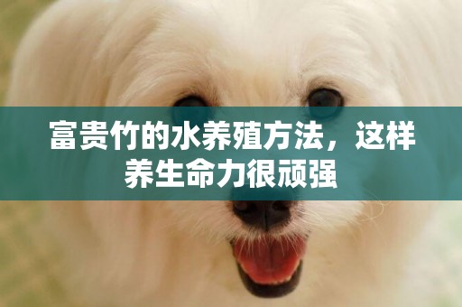 富貴竹的水養殖方法，這樣養生命力很頑強