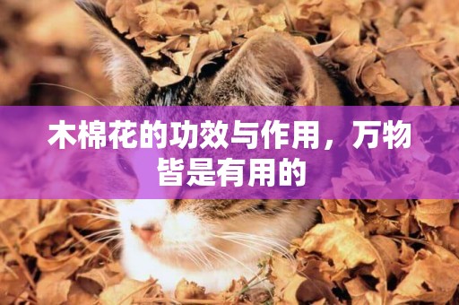 木棉花的功效與作用，萬物皆是有用的