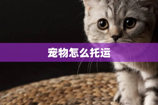 寵物怎么托運