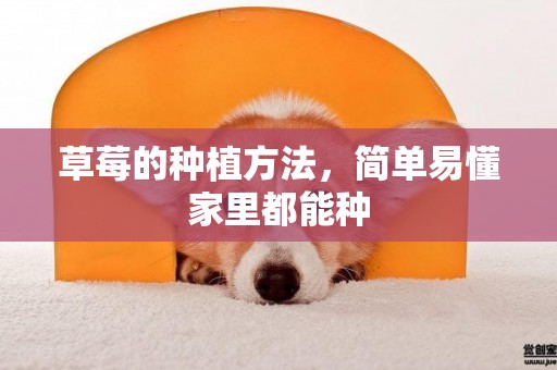 草莓的種植方法，簡單易懂家里都能種