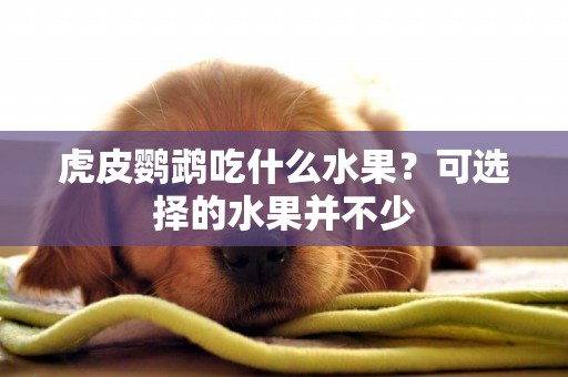 虎皮鸚鵡吃什么水果？可選擇的水果并不少