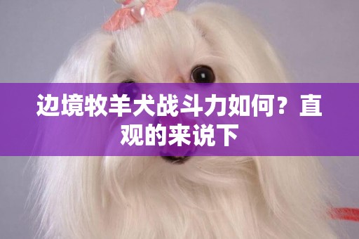 邊境牧羊犬戰斗力如何？直觀的來說下
