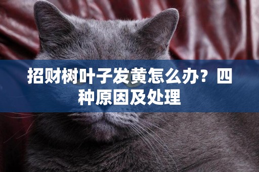 招財樹葉子發黃怎么辦？四種原因及處理
